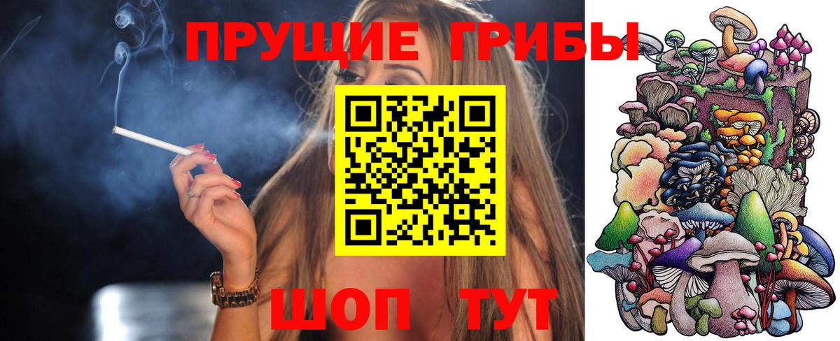 Псилоцибиновые грибы Psilocybe Курчалой